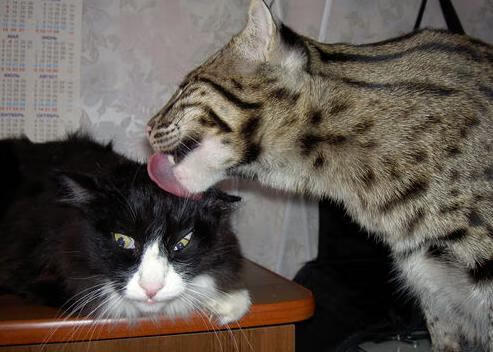 羽翼划破高原夜空,新秀切特关键时刻击退卫冕冠军掘金