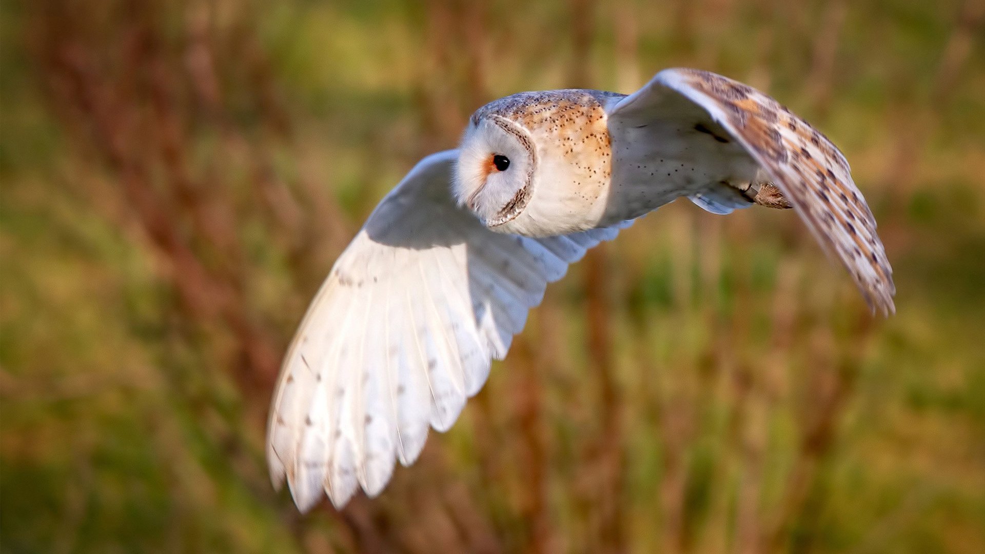 跨越时空的对决,利拉德狂砍60分点燃沙漠,太阳队用团队篮球定义唯一胜利