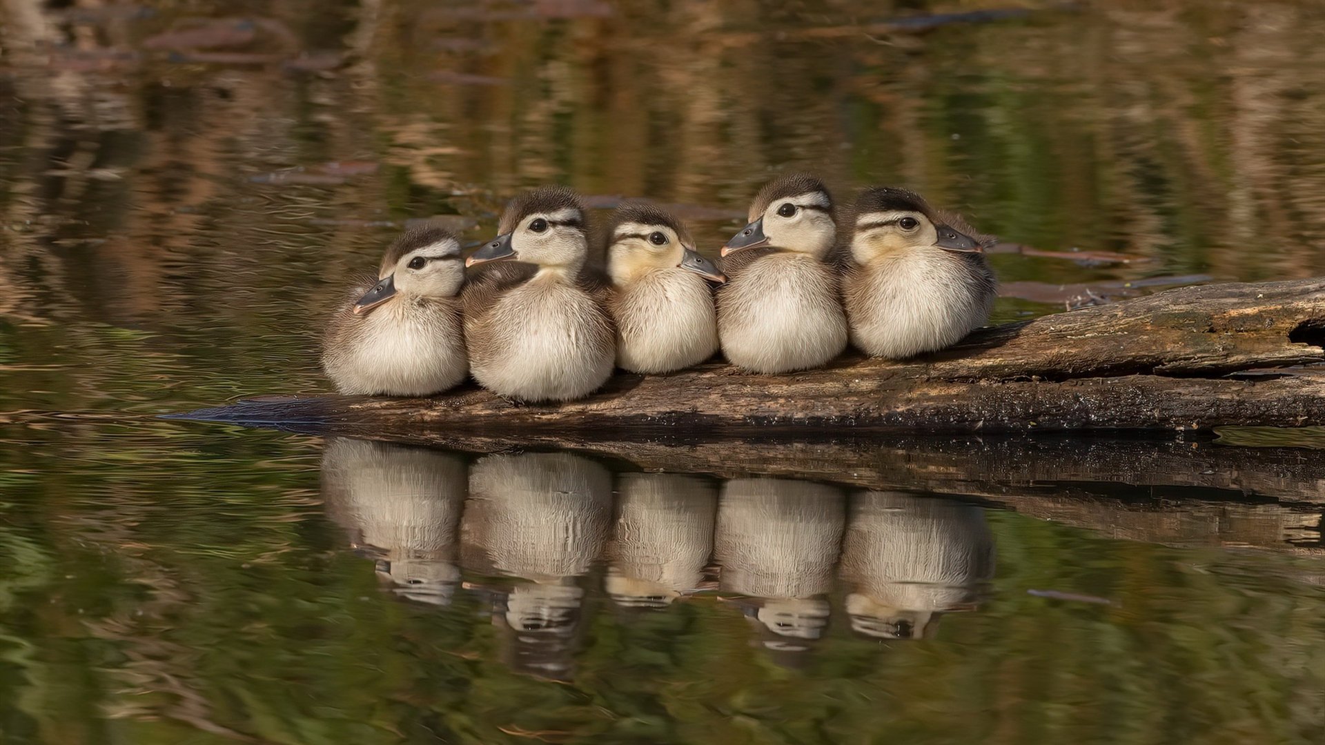 文化对抗，马德里竞技的钢铁防线 vs 阿根廷的探戈舞步 基米希末节导演逆转史诗
