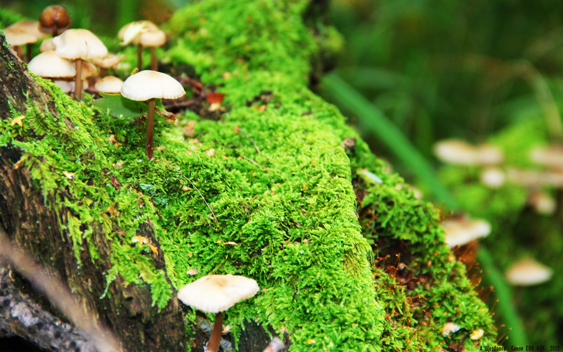 硬仗见真章！阿劳霍替补制胜，曼城攻克丹麦堡垒