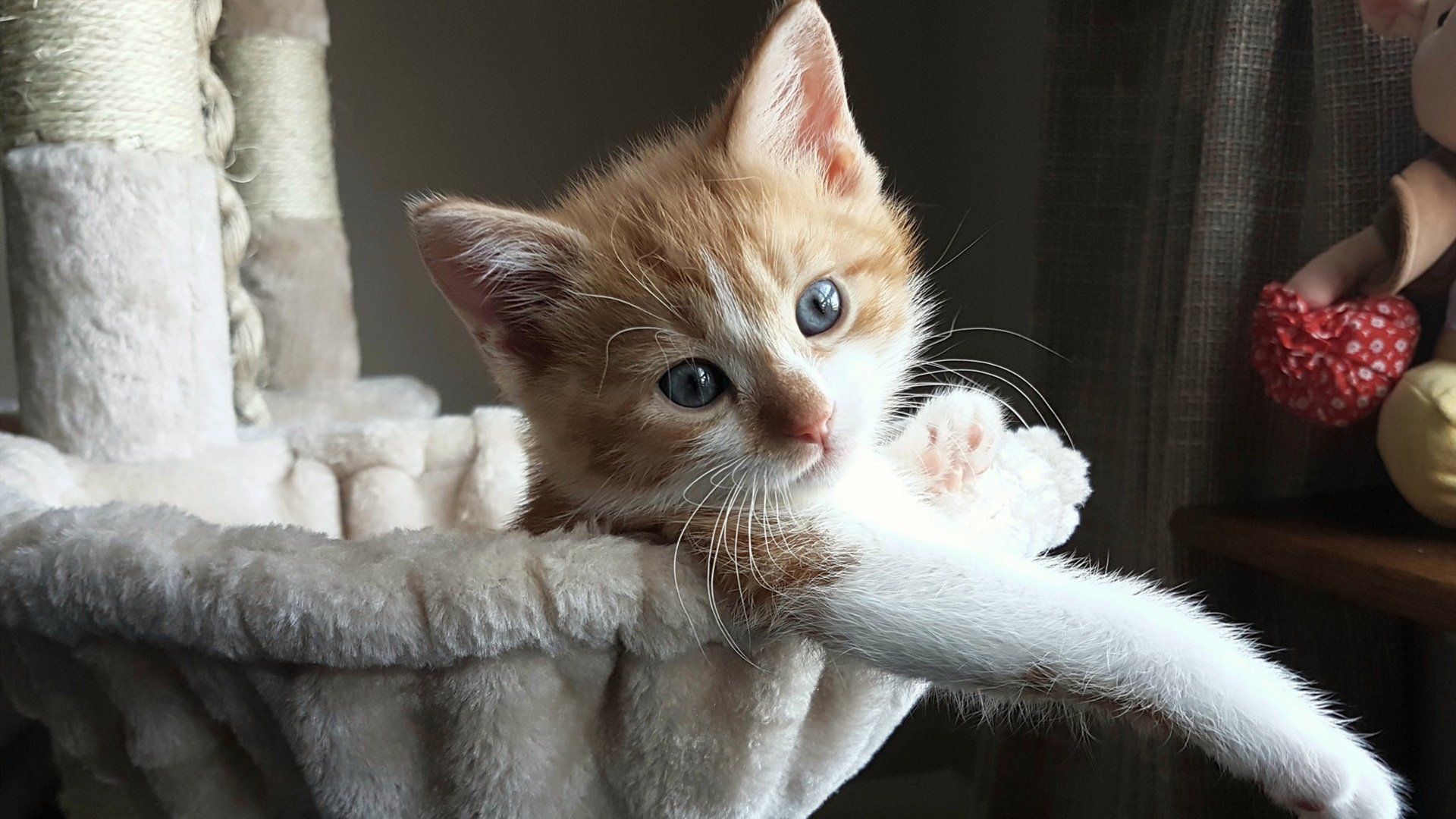 冰山与微光，当森林狼的钢铁洪流遇见上海滩的倔强微光