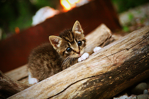 寒夜灯塔，东决关键战之夜，阿拉巴负伤扛起全队的每一秒
