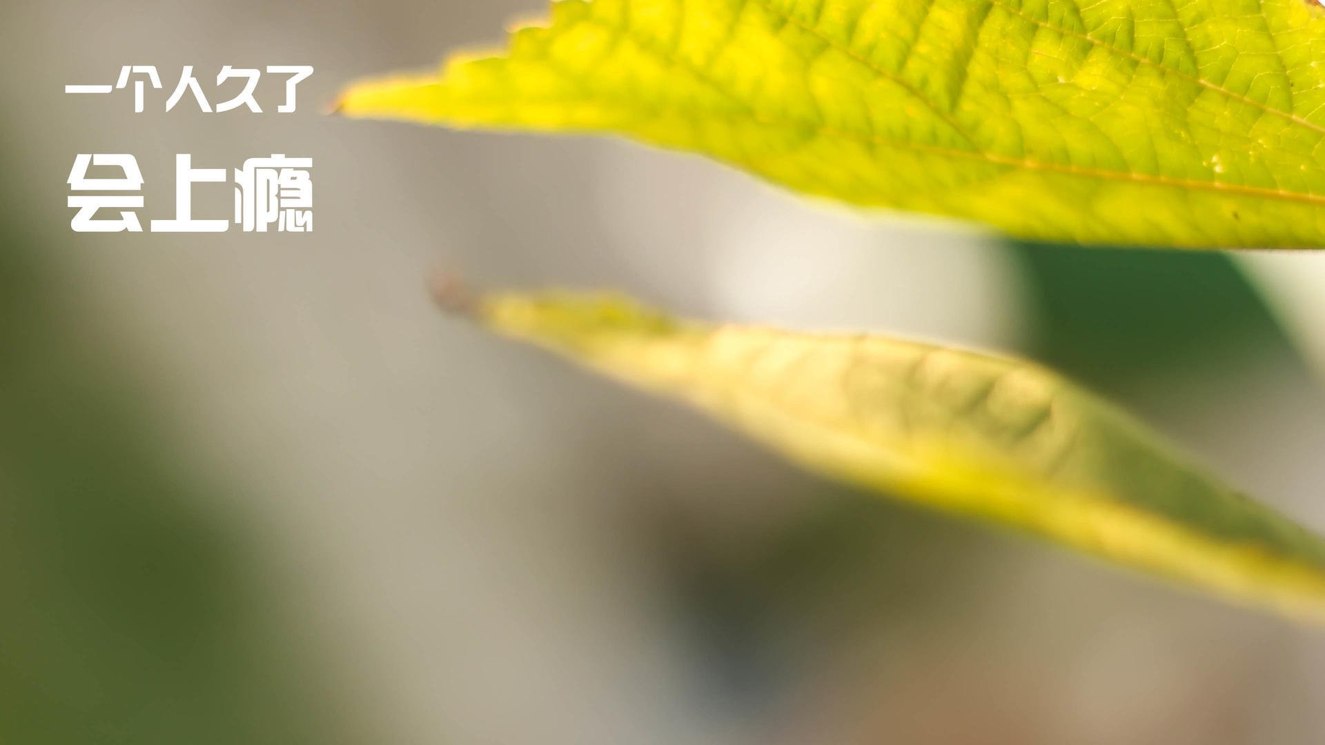 双线审判日，新疆淬火捍卫疆土，爱德华兹在纽约废墟上称王