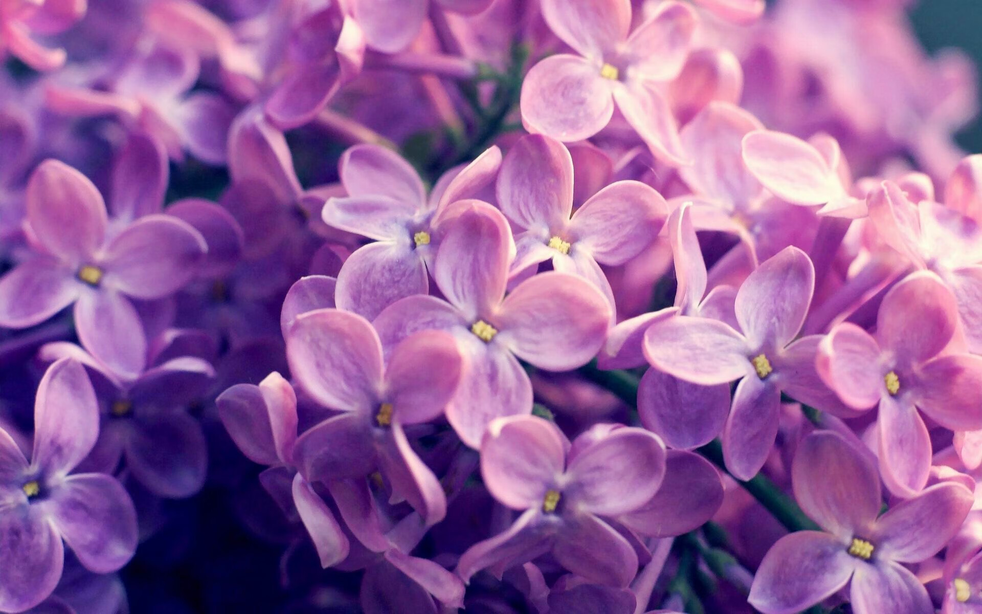 当吉林队遇上黄蜂，乔治的跨洋爆发