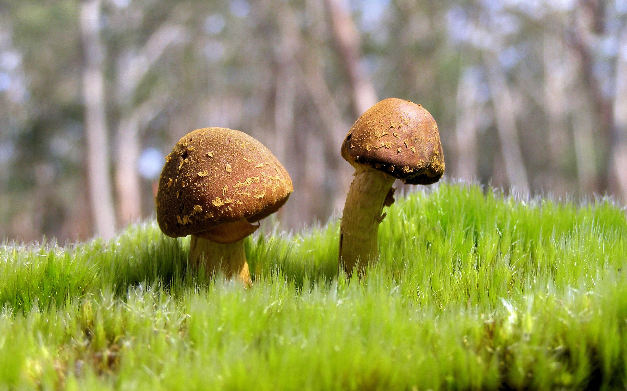 西征波特兰，当北京紫禁勇士遇见绿军之魂，塔图姆化身关键破局者