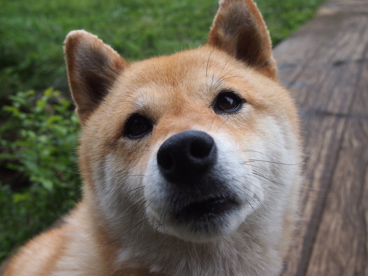 绿衫军的F1方程式,塔图姆如何像赛道超车一样,在赛程弯道接管总冠军?