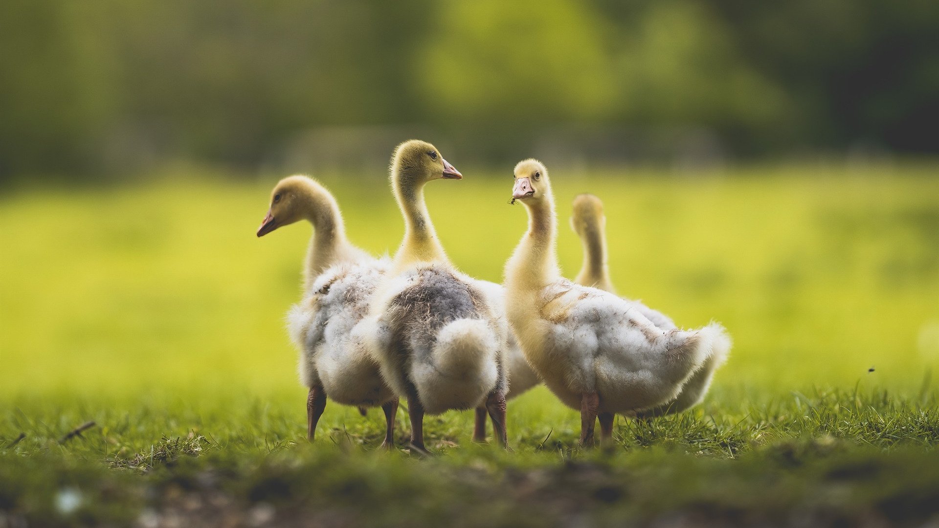 倒戈一击，当贝蒂斯的委内瑞拉之子，在焦点战中亲手埋葬祖国