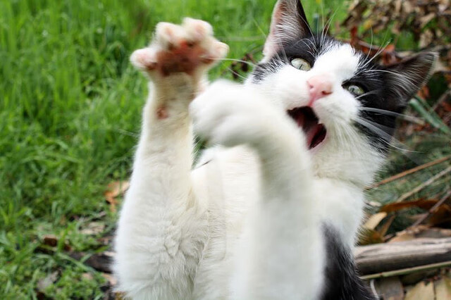 统治绿茵的中场战神—贝林厄姆在多特蒙德对阵罗马一役中的全程高能输出