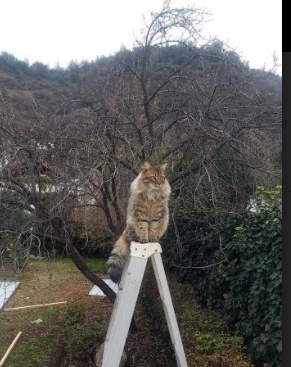 金斯敦的雨夜,当拉什福德将北非沙漠风化为加勒比海盐