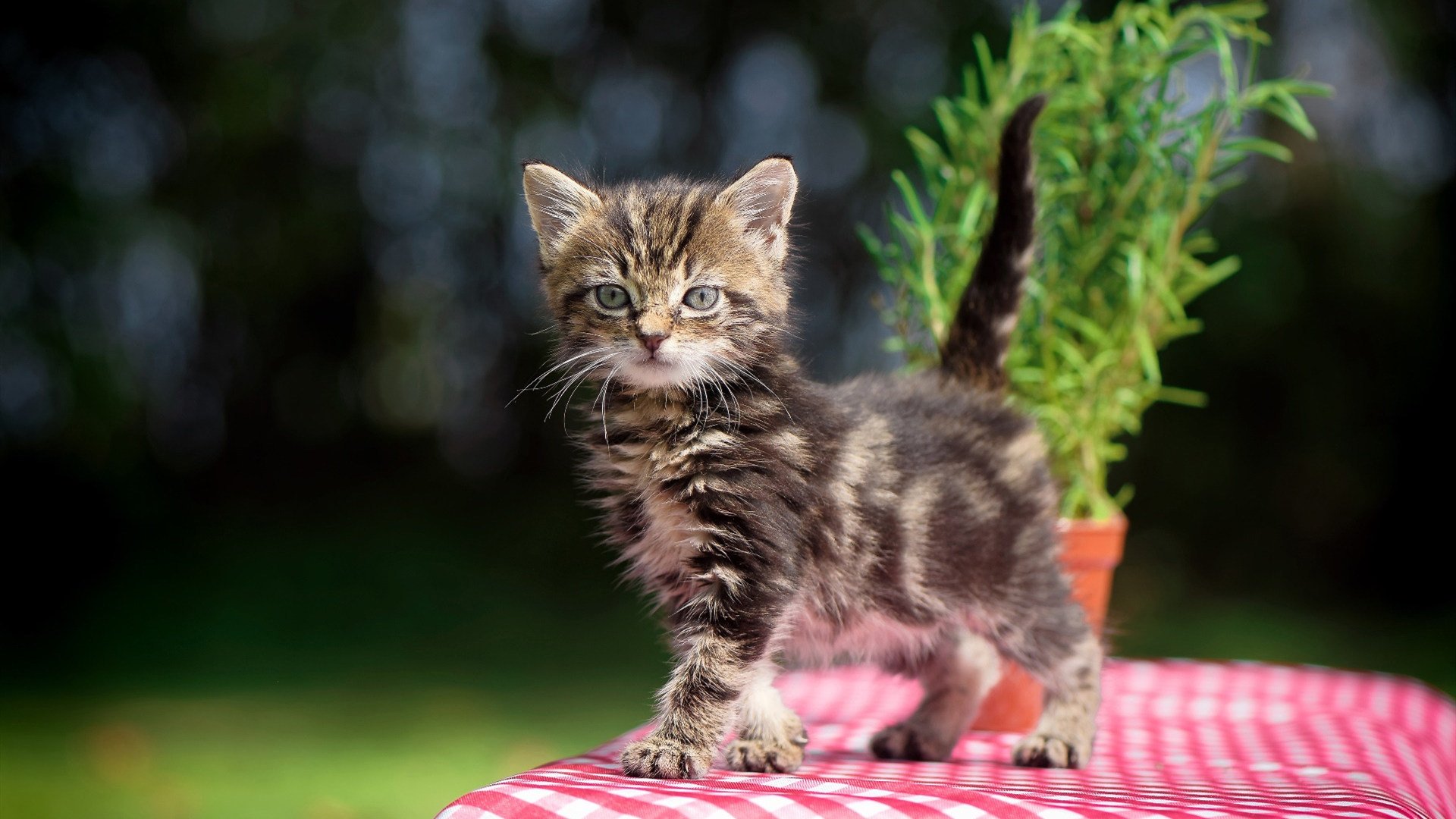 绿茵与硬木的共振，塔图姆的欧冠半决赛之夜