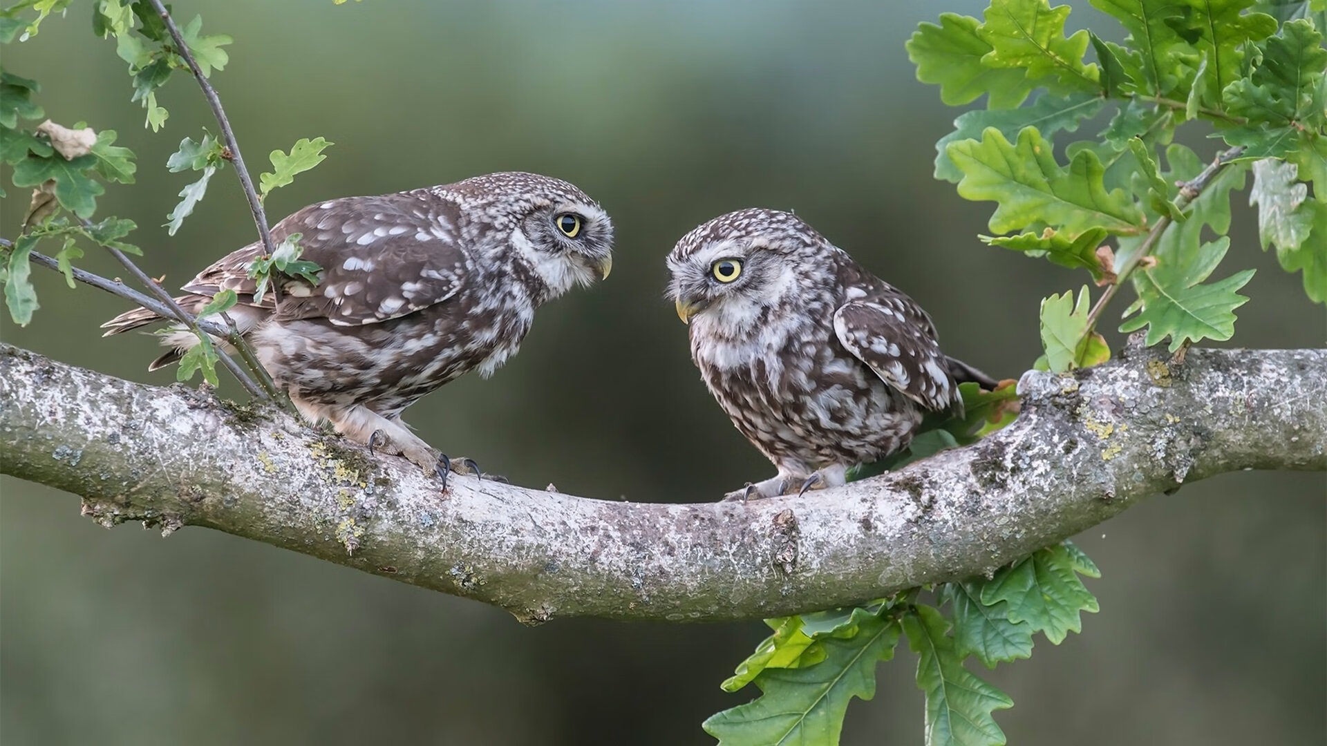 足球平行宇宙，当恰尔汗奥卢刺穿多特蒙德，哈弗茨在伯纳乌完成加冕